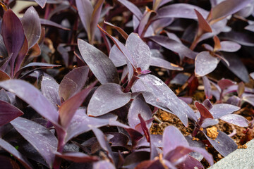 Tradescantia pallida is a species of spiderwort (a genus of New World plants) similar to T. fluminensis and T. zebrina.