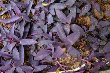 Tradescantia pallida is a species of spiderwort (a genus of New World plants) similar to T. fluminensis and T. zebrina.