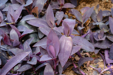 Tradescantia pallida is a species of spiderwort (a genus of New World plants) similar to T. fluminensis and T. zebrina.