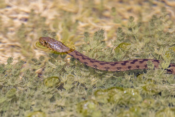 viperine snake swimming in a pond