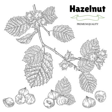 Hazelnut set. Hand drawn Hazel tree branch with ripe nuts and leaves. Vector illustration in vintage style.