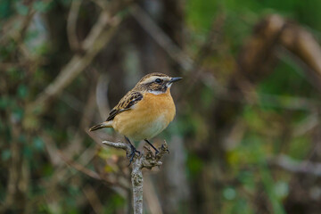 Whinchat (Saxicola rubetra) perched on a tree branch