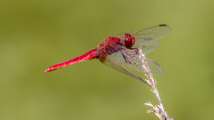 Red dragonfly (sympetrum sanguine) balancing on a blade of grass