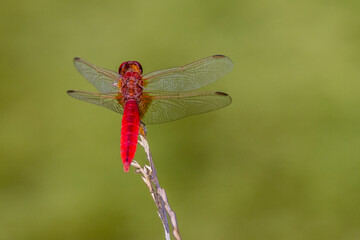 Red dragonfly (sympetrum sanguine) balancing on a blade of grass