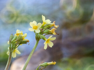 Schlüsselblumen am Ufer eines Waldteichs vor softem Hintergrund mit swirly Bokeh