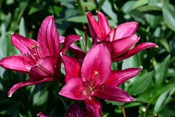 beautiful colorful lily flowers grow in the garden during summer