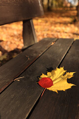 Naklejka na ściany i meble A bench in the grunge style in the park in autumn close-up with a maple leaf. Selective focus