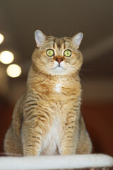 Obraz premium A beautiful Scottish Straight cat is sitting on the sofa and looking up. Soft focus.
