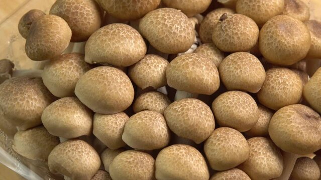 Mycelium of brown beech mushrooms, beech mushrooms or brown clamshell mushroom rotate on wooden background. Edible mushrooms for pasta, stir-fry and mushroom sauce