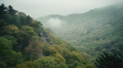 Fototapeta premium Foggy rainforest