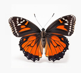 Top view of orange black butterfly, isolated on white background cutout, generative ai