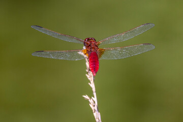 Red dragonfly (sympetrum sanguine) balancing on a blade of grass