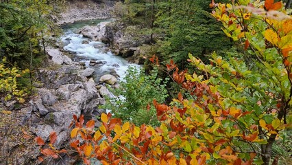 Enchanted forest in autumn