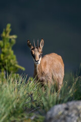 Young summer alpine chamois or wild mountain goat (Rupicapra rupicapra) illuminated by the dawn light in a typical high altitude environment in the Italian Alps.