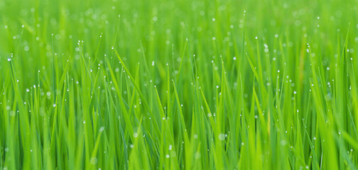 A serene background of young rice leaves with dew drops on their tips with a selective focus, depicts tranquil rice field at dawn, offering glimpse into nature's morning rituals