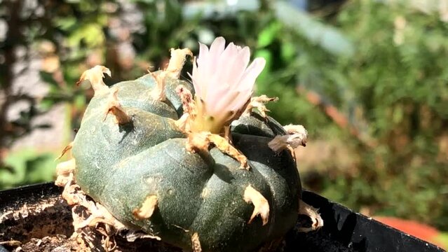 Peyote cactus with flower on a balcony in summer, zoom in