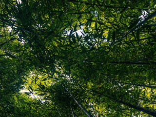 green forest in spring time