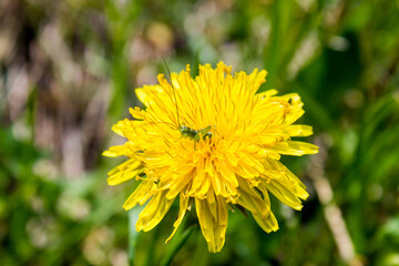 small green grasshopper sits on yellow dandelion flower, colorful background with image of insect and vegetation