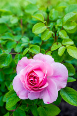 red rose bud with dew drops, floral natural background