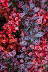 barberry bush in the garden with raindrops on the leaves, background with an ornamental plant