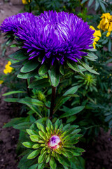 garden blue aster flower, autumnal floral background