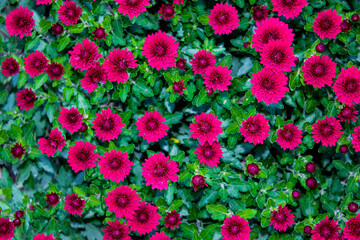 bush of red  chrysanthemums in the garden, background with decorative flowers