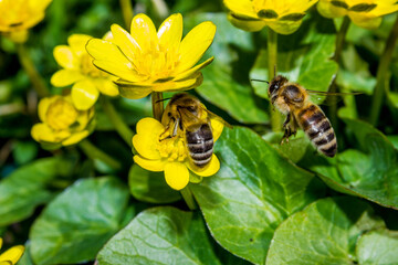 Bee pollinates yellow flower in garden in spring, colorful background with image of insect and vegetation