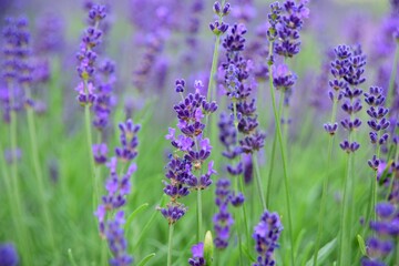 Violet lavender field. Lavanda purple flowers beautiful sunshine blooming in a garden, Latvia