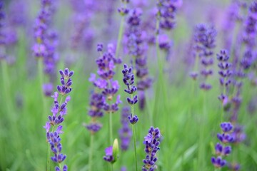 Fototapeta premium Violet lavender field. Lavanda purple flowers beautiful sunshine blooming in a garden, Latvia