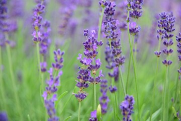Violet lavender field. Lavanda purple flowers beautiful sunshine blooming in a garden, Latvia