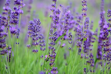 Violet lavender field. Lavanda purple flowers beautiful sunshine blooming in a garden, Latvia