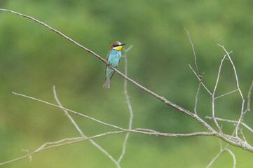 European bee-eater, Bienenfresser, Bijeneter sitting on a branch in the Czech Republic