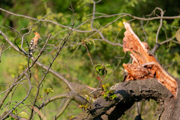 The Eurasian hoopoe (Upupa epops) an adult feeding a young one in the hollow of a cherry tree in Moravia in the Czech Republic
