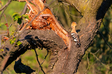 The Eurasian hoopoe (Upupa epops) an adult feeding a young one in the hollow of a cherry tree in...