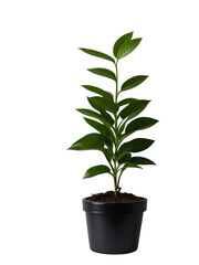 Small plant in a black plastic pot, isolated, transparent background, no background. PNG. Generative AI.