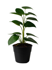 Small plant in a black plastic pot, isolated, transparent background, no background. PNG. Generative AI.