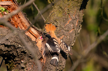 The Eurasian hoopoe (Upupa epops) an adult feeding a young one in the hollow of a cherry tree in Moravia in the Czech Republic
