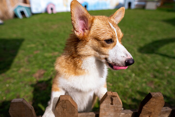 Naklejka na ściany i meble Corgi dog smile and happy in summer sunny day in farm
