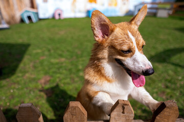 Corgi dog smile and happy in summer sunny day in farm