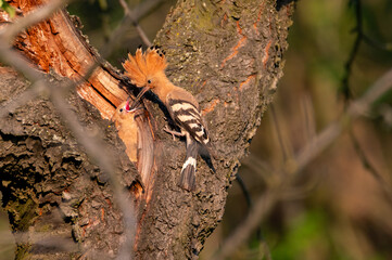 The Eurasian hoopoe (Upupa epops) an adult feeding a young one in the hollow of a cherry tree in Moravia in the Czech Republic
