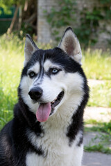 photo Siberian Husky with tongue outstretched and looking sideways