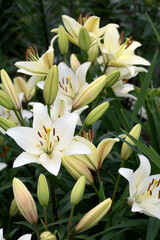 photo of white lily in bloom in the garden