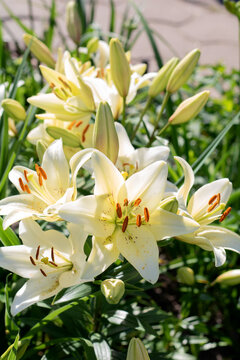 photo of lily buds and flowers blooming in a large bouquet