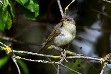 juvenile Chiffchaff // junger Zilpzalp (Ästling) - (Phylloscopus collybita)