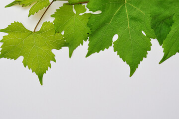 Elegant Vine Leaves: Beautiful Foliage on Paper