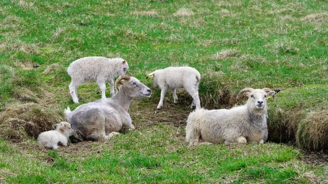 Flock of sheep in a pasture, cute lambs graze on a green meadow between mountains, Summer in Iceland. Organic wool and meat production.