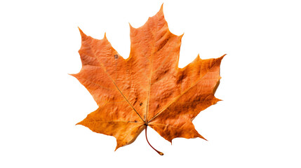 Fototapeta na wymiar Autumn leaf isolated on white background