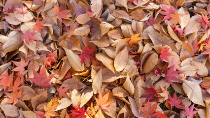 紅葉と落ち葉