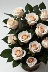 white roses on solid color background 
