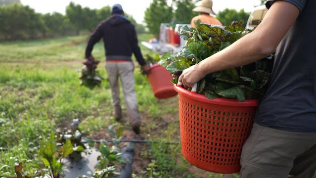 Closeup of a farmer carrying a hamper full of beets to a truck as two other farmers carry a hamper full of beets in early morning light in slow motion.